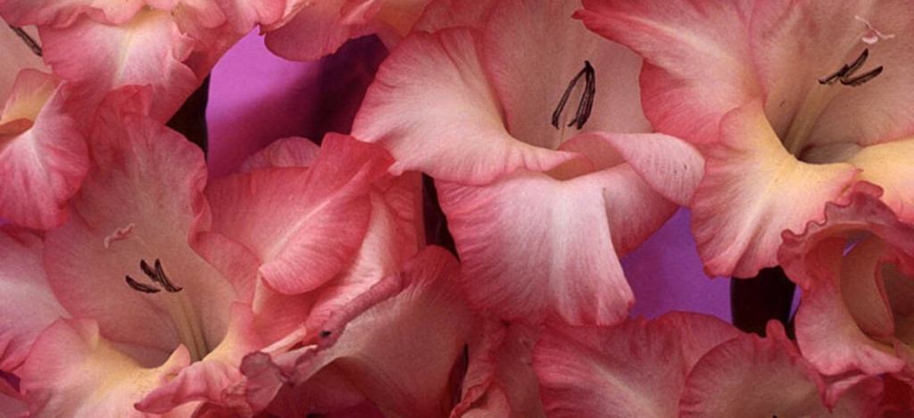 gladiolus_big